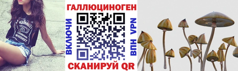 Псилоцибиновые грибы Cubensis  Луга 